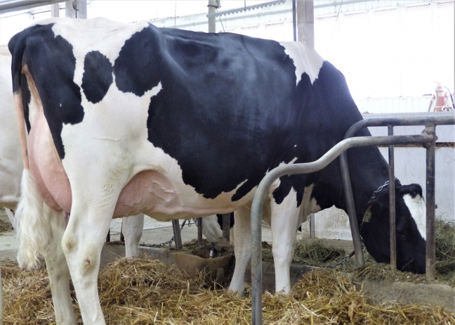 Progenesis Montana Revolve EX-91-4E