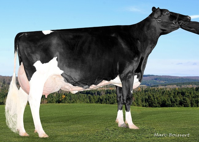 Filiale Goldwyn Imagine EX-91-2E