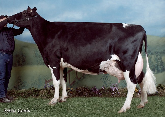 Filiale Silver Baloune VG-85