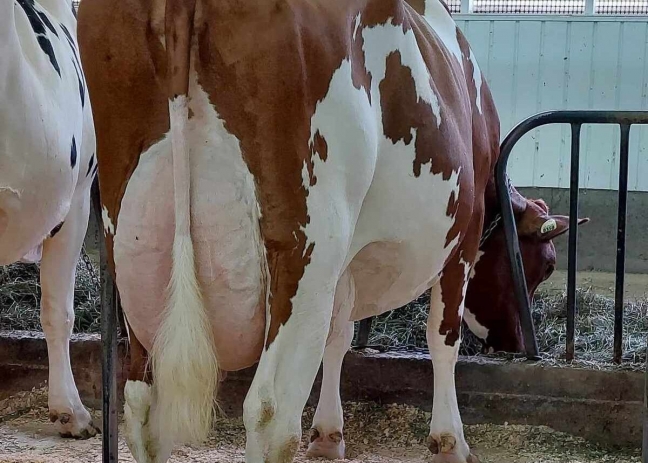 Beauce-Gen Apoll Princesse EX-90-4E