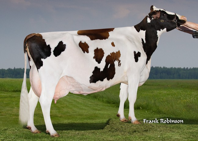 Filiale Redman Blondie EX-90-4E