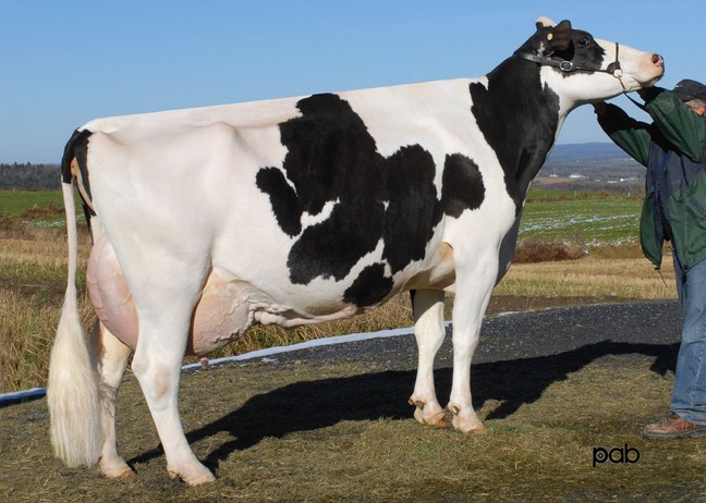 Filiale Icon Sabrioche EX-91-4E