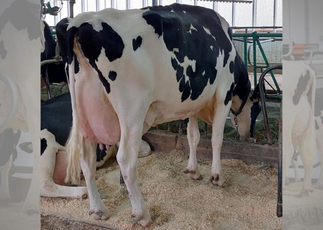 Filiale Doorman Groenland EX-90-6E