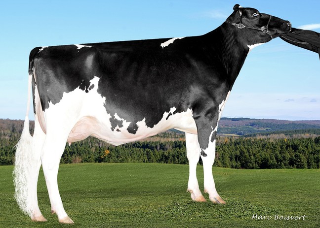 Filiale Alchemy Galaxy VG-86