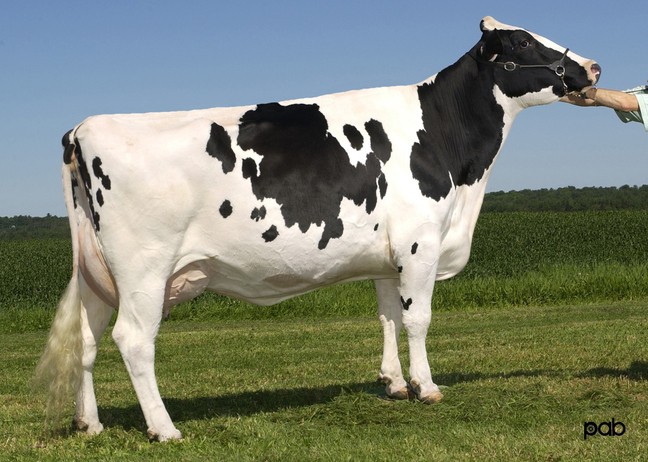 Glen Drummond Splendor VG-86 39*