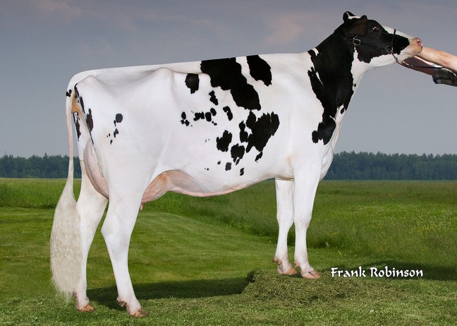 Lesperron Shottle Splenda EX-91-14*