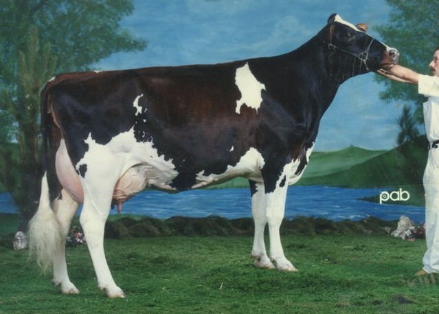 Showline Carmen EX-5E-5*