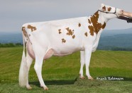 Filiale Redliner Neige VG-86