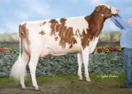 Louidgi Redliner Trissia VG-88