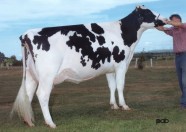 Maryclerc Morty Splendide VG-86 2Yr 17*