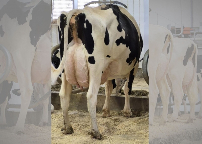 Filiale Nightsky Deesse EX-90