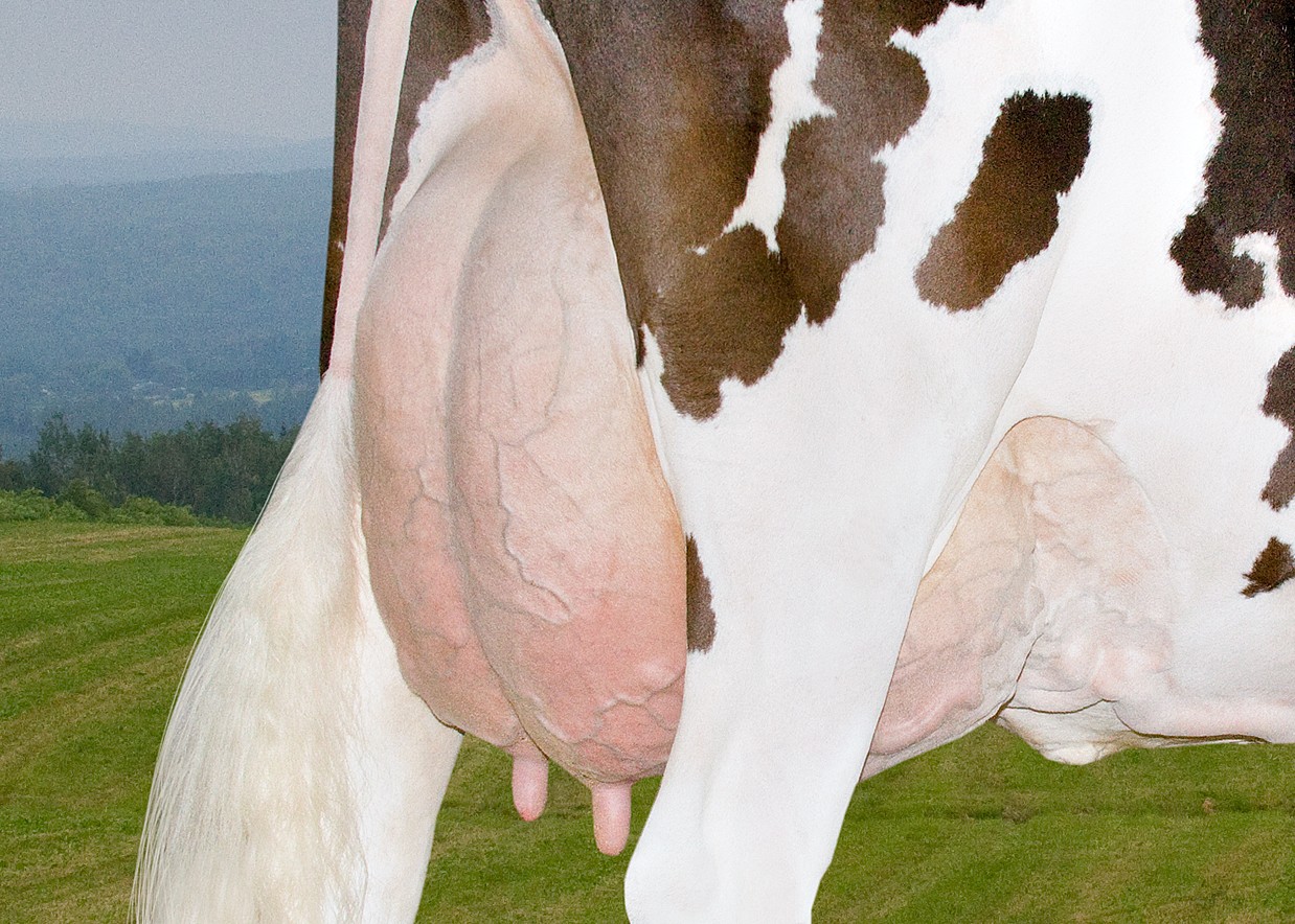 Pis de Madouce / Rear udder