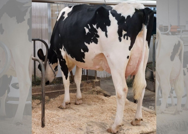 Filiale Goldwyn Guessme EX-90-2E