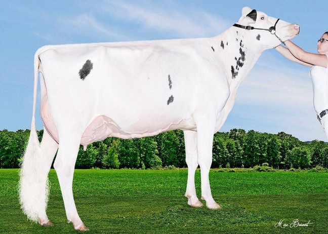 Guimo Spiderman Kandy VG-86