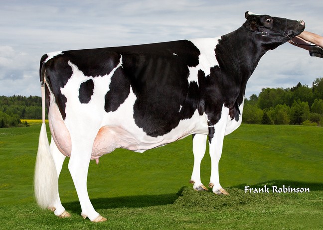Filiale Dundee Chacha EX-90-3E