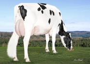 Filiale Spiderman Perle VG-88