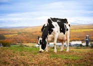 Filiale Oman Spaghetti EX-90-6E-22*